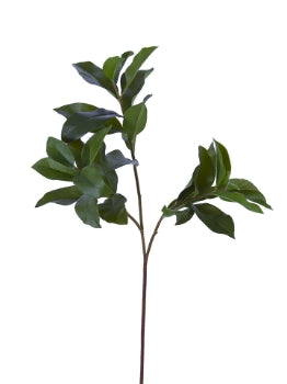 Everyday Greenery