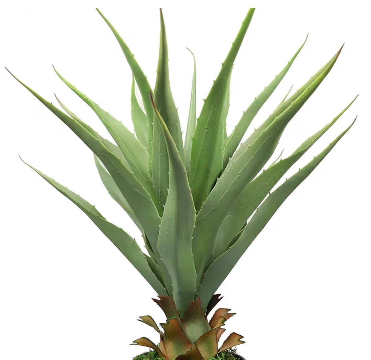 27” Agave Plant- Outdoor