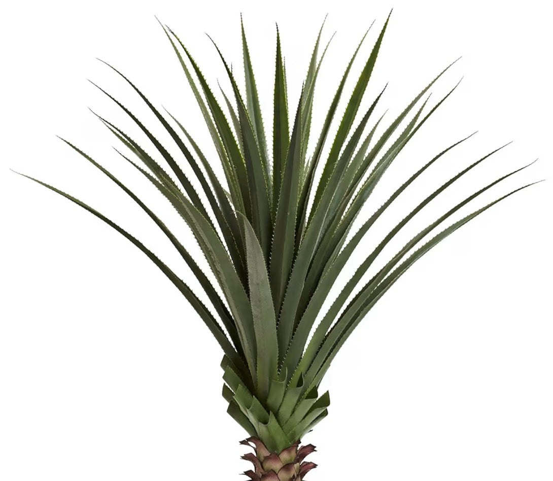 Agave Plant 4’- Outdoor