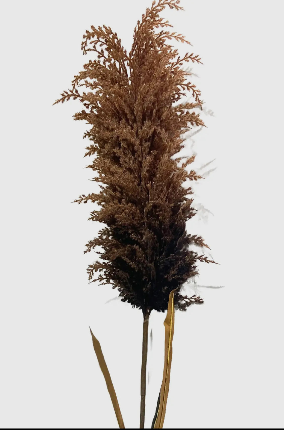 44” Pampas Grass Stem- Brown