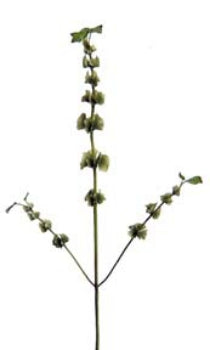 37.5” Bells of Ireland- Green