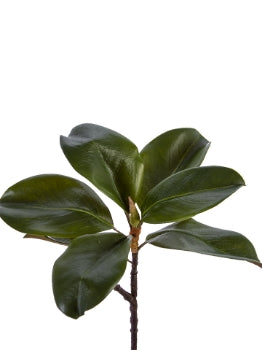 18” Magnolia Leaf Spray- Green